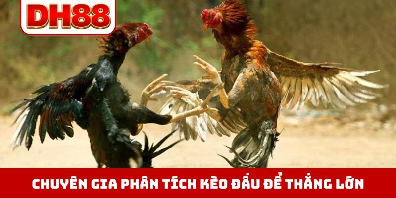 Đá Gà DH88 - Xem Trực Tiếp Chọi Kê Thomo Hôm Nay Full HD - WINLUMA.BIZ
