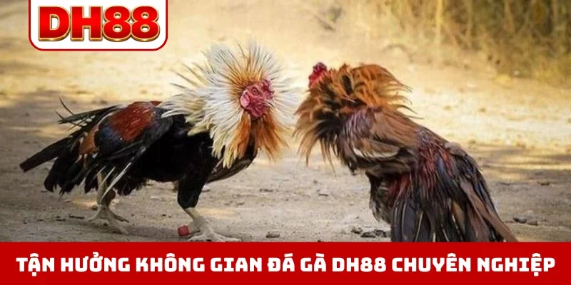 Đá Gà DH88 - Xem Trực Tiếp Chọi Kê Thomo Hôm Nay Full HD - WINLUMA.BIZ